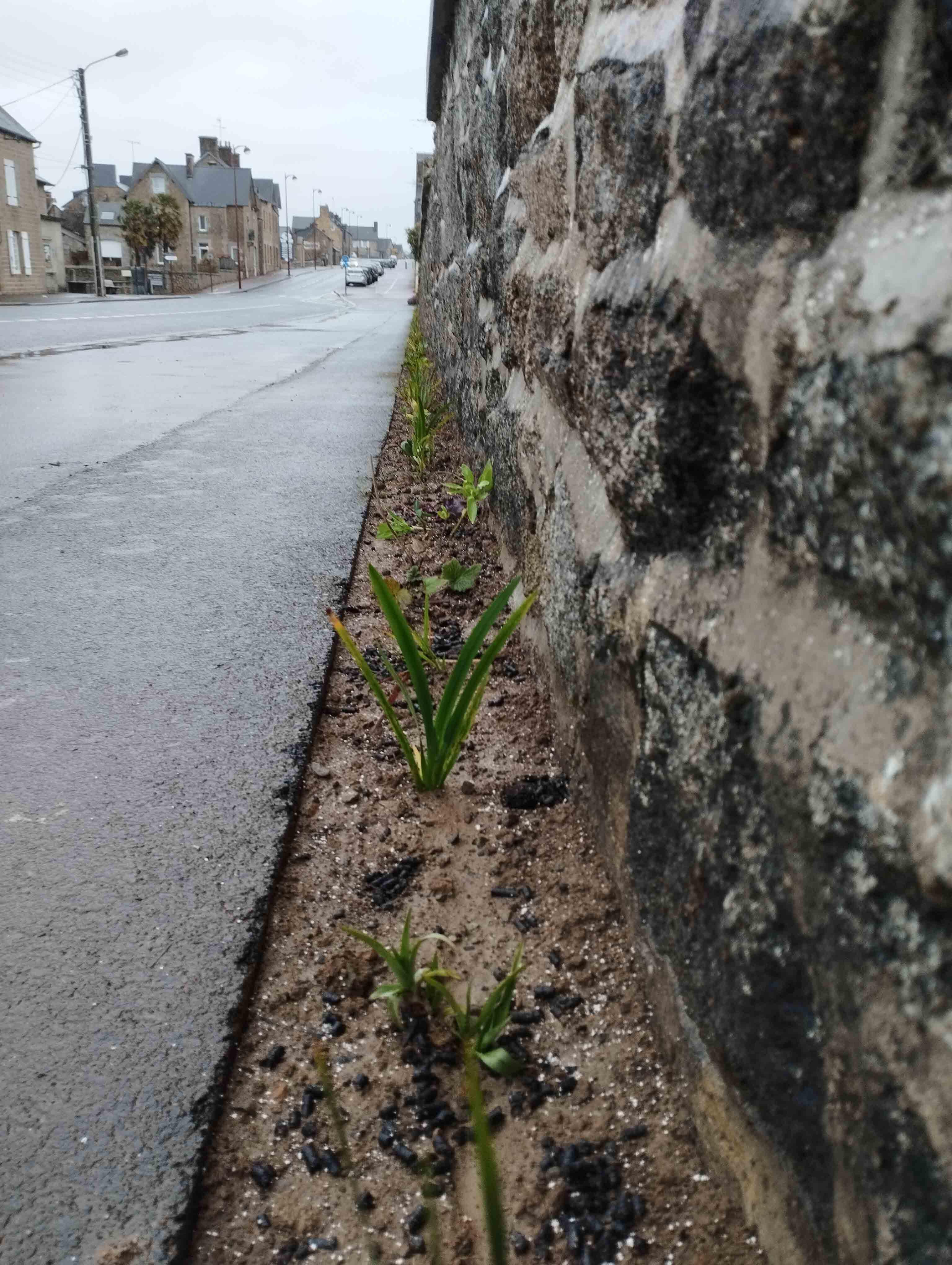 pied de mur végétalisation