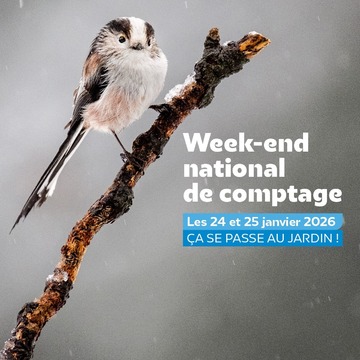 LPO Comptage oiseaux 2026