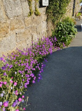 Pieds de mur1